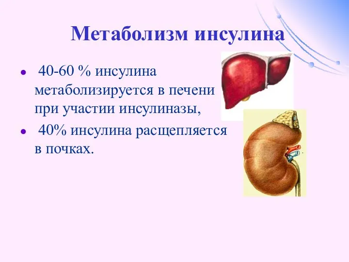 Метаболизм инсулина 40-60 % инсулина метаболизируется в печени при участии инсулиназы, 40% инсулина расщепляется в почках.