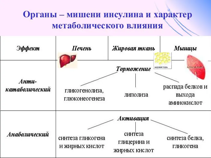 Органы – мишени инсулина и характер метаболического влияния