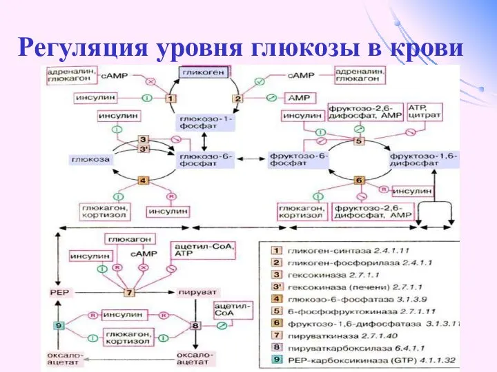 Регуляция уровня глюкозы в крови