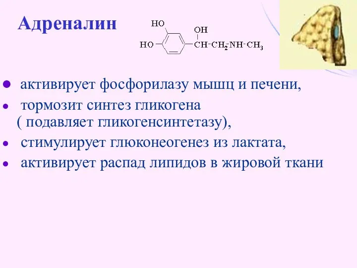 Адреналин активирует фосфорилазу мышц и печени, тормозит синтез гликогена ( подавляет