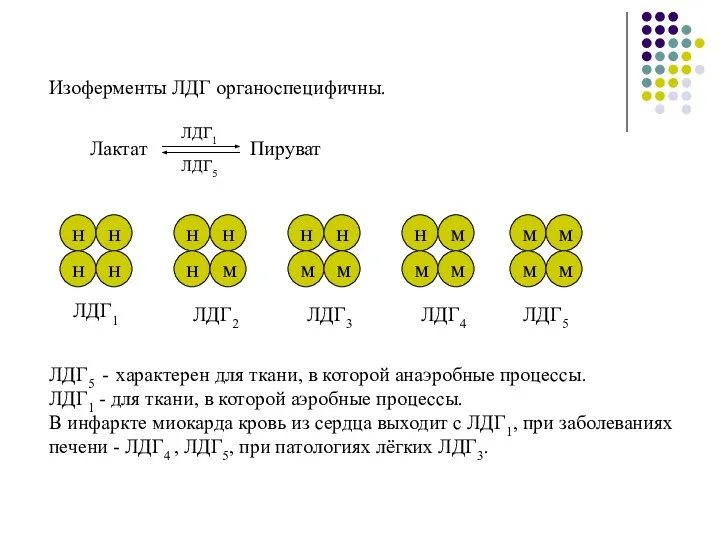 Изоферменты ЛДГ органоспецифичны. ЛДГ1 ЛДГ2 ЛДГ3 ЛДГ4 ЛДГ5 ЛДГ5 - характерен