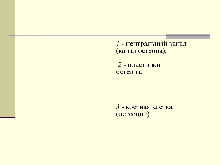 1 - центральный канал (канал остеона); 2 - пластинки остеона; 3 - костная клетка (остеоцит).