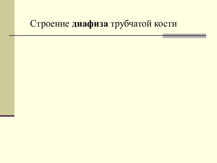 Строение диафиза трубчатой кости