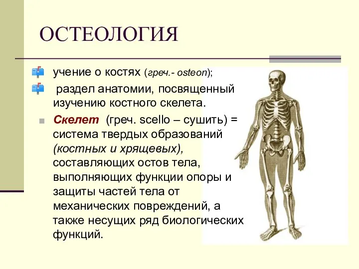 ОСТЕОЛОГИЯ учение о костях (греч.- osteon); раздел анатомии, посвященный изучению костного