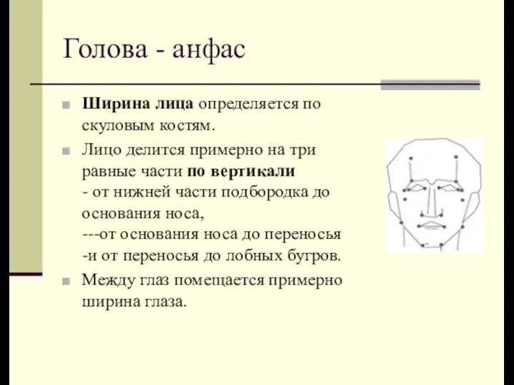 Голова - анфас Ширина лица определяется по скуловым костям. Лицо делится