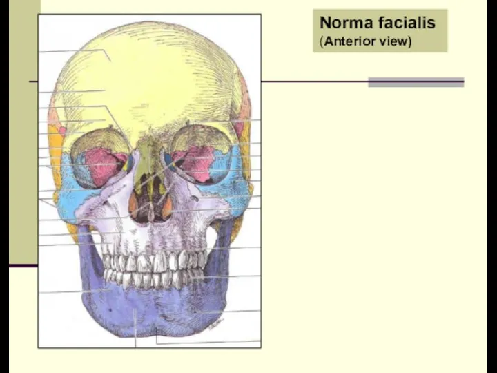 Norma facialis (Anterior view)