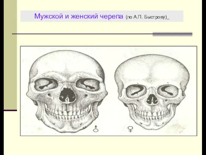 Мужской и женский черепа (по А.П. Быстрову)_