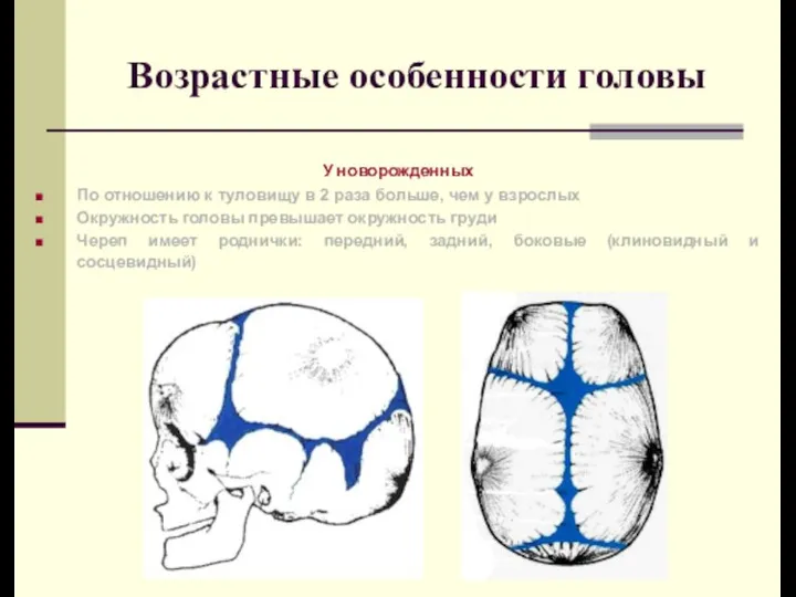 Возрастные особенности головы У новорожденных По отношению к туловищу в 2