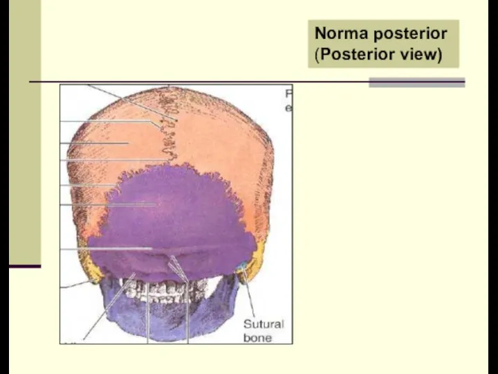 Norma posterior (Posterior view)