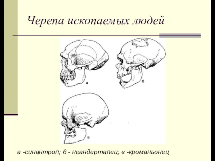 Черепа ископаемых людей а -синантроп; 6 - неандерталец; в -кроманьонец