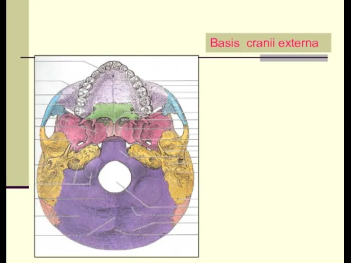 Basis cranii externa