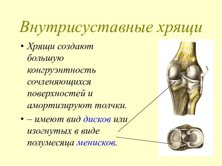 Внутрисуставные хрящи Хрящи создают большую конгруэнтность сочленяющихся поверхностей и амортизируют толчки.