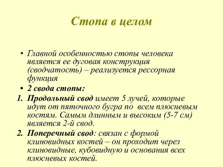 Стопа в целом Главной особенностью стопы человека является ее дуговая конструкция