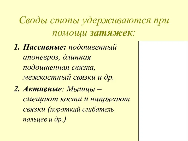 Своды стопы удерживаются при помощи затяжек: Пассивные: подошвенный апоневроз, длинная подошвенная