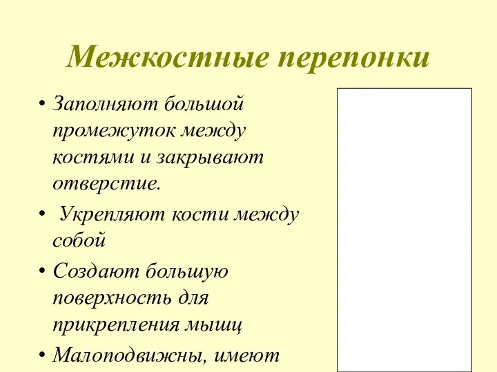 Межкостные перепонки Заполняют большой промежуток между костями и закрывают отверстие. Укрепляют