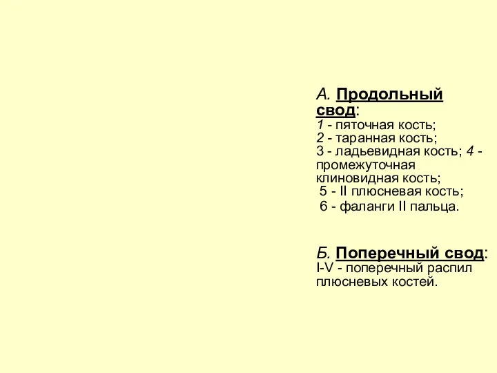 А. Продольный свод: 1 - пяточная кость; 2 - таранная кость;