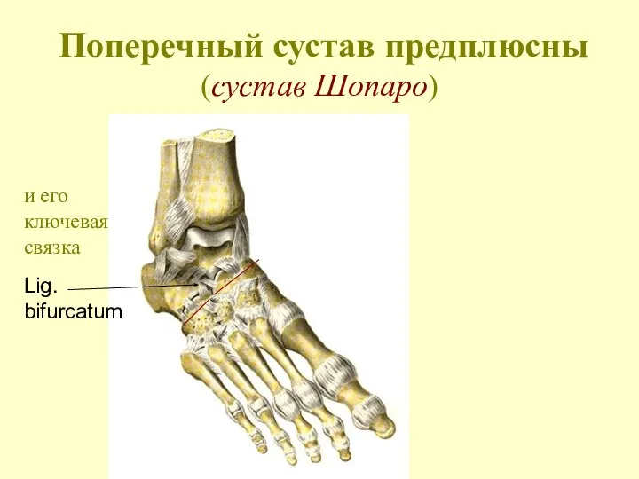 Поперечный сустав предплюсны (сустав Шопаро) Lig. bifurcatum и его ключевая связка