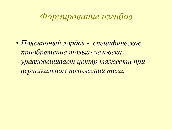 Формирование изгибов Поясничный лордоз - специфическое приобретение только человека - уравновешивает