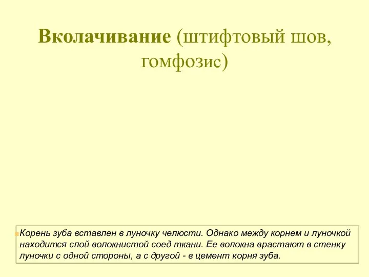 Вколачивание (штифтовый шов, гомфозис) Корень зуба вставлен в луночку челюсти. Однако