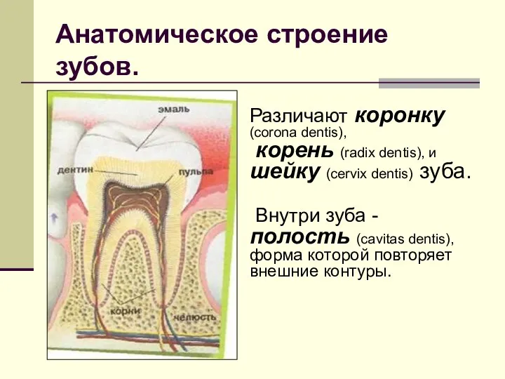 Анатомическое строение зубов. Различают коронку (corona dentis), корень (radix dentis), и