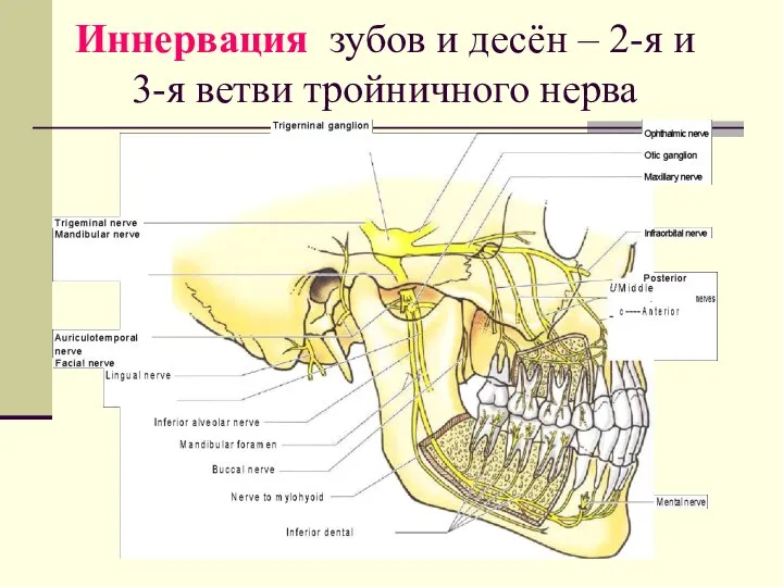 Иннервация зубов и десён – 2-я и 3-я ветви тройничного нерва