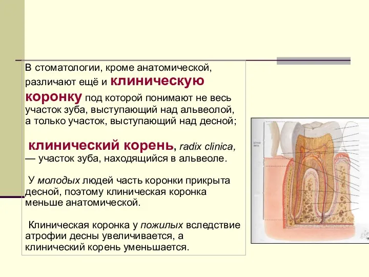 В стоматологии, кроме анатомической, различают ещё и клиническую коронку под которой