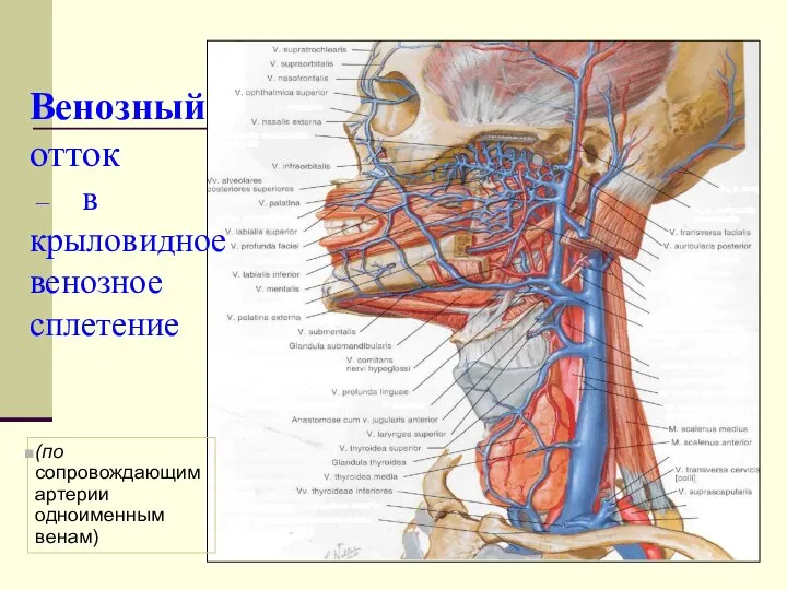 Венозный отток – в крыловидное венозное сплетение (по сопровождающим артерии одноименным венам)