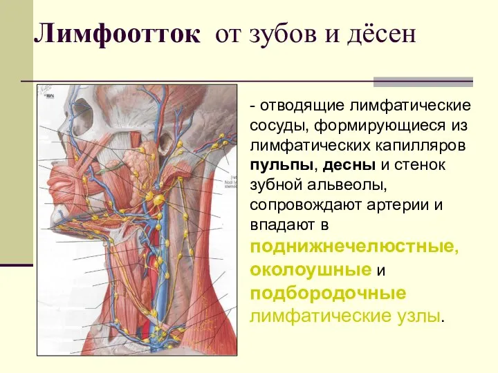 Лимфоотток от зубов и дёсен - отводящие лимфатические сосуды, формирующиеся из