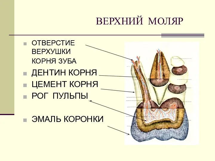 ВЕРХНИЙ МОЛЯР ОТВЕРСТИЕ ВЕРХУШКИ КОРНЯ ЗУБА ДЕНТИН КОРНЯ ЦЕМЕНТ КОРНЯ РОГ ПУЛЬПЫ ЭМАЛЬ КОРОНКИ