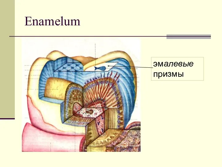 Enamelum эмалевые призмы