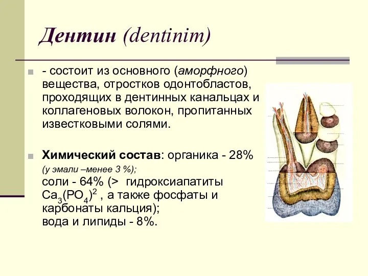 Дентин (dentinim) - состоит из основного (аморфного) вещества, отростков одонтобластов, проходящих
