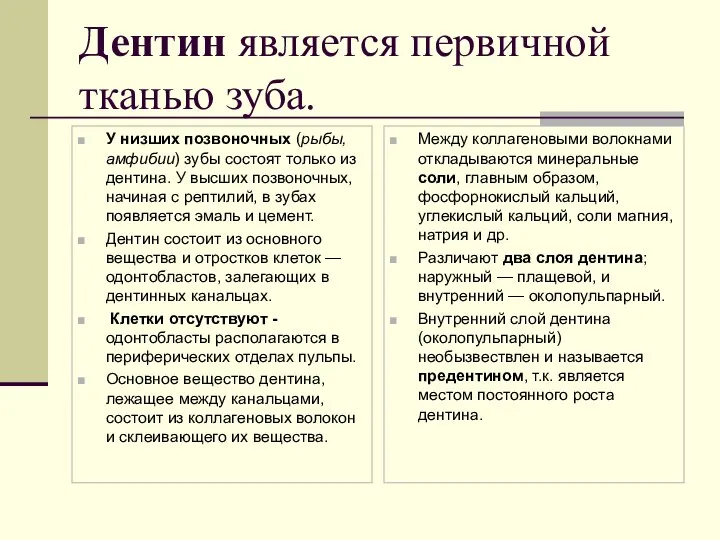 Дентин является первичной тканью зуба. У низших позвоночных (рыбы, амфибии) зубы