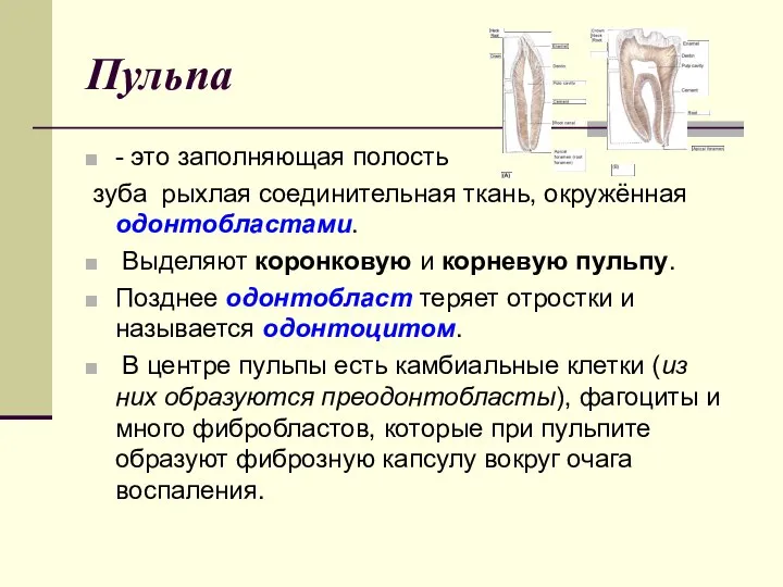 Пульпа - это заполняющая полость зуба рыхлая соединительная ткань, окружённая одонтобластами.