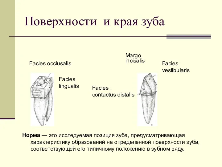 Поверхности и края зуба Facies : contactus distalis Facies occlusalis Margo