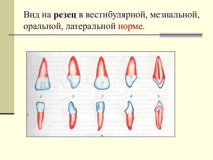 Вид на резец в вестибулярной, мезиальной, оральной, латеральной норме.