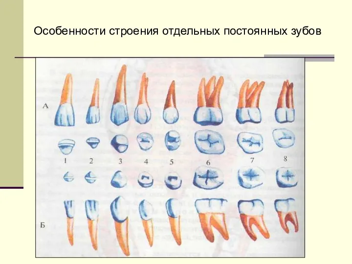 Особенности строения отдельных постоянных зубов