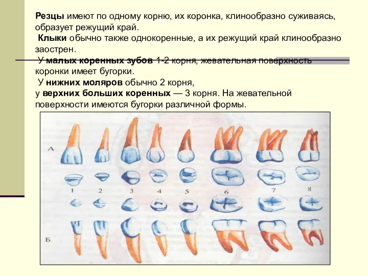 Резцы имеют по одному корню, их коронка, клинообразно суживаясь, образует режущий