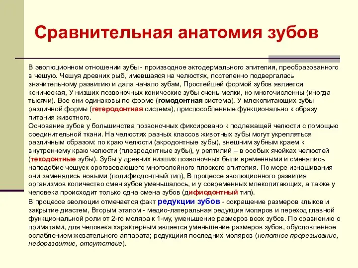 В эволюционном отношении зубы - производное эктодермального эпителия, преобразованного в чешую.