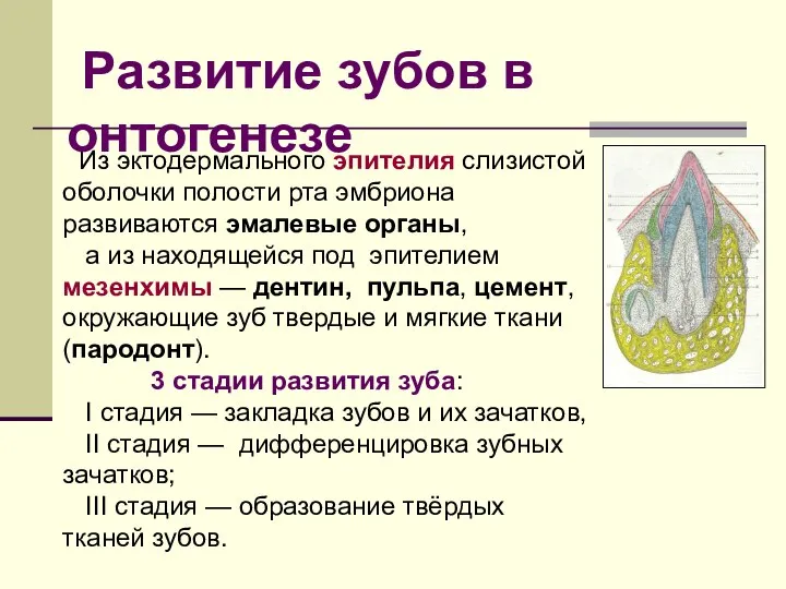 Из эктодермального эпителия слизистой оболочки полости рта эмбриона развиваются эмалевые органы,