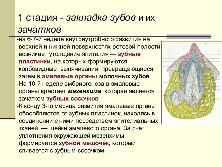 на 6-7-й неделе внутриутробного развития на верхней и нижней поверхностях ротовой