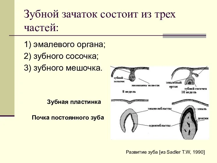Зубной зачаток состоит из трех частей: 1) эмалевого органа; 2) зубного