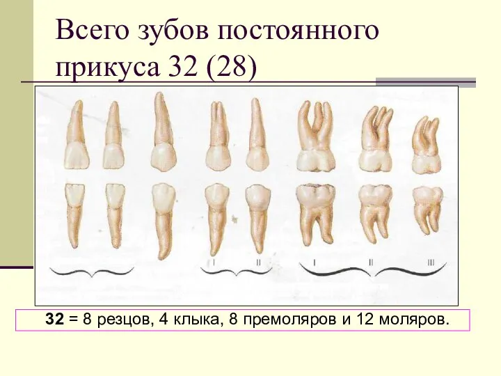 Всего зубов постоянного прикуса 32 (28) 32 = 8 резцов, 4