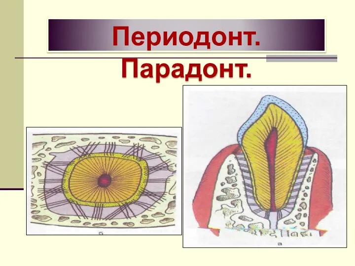 Периодонт. Парадонт.