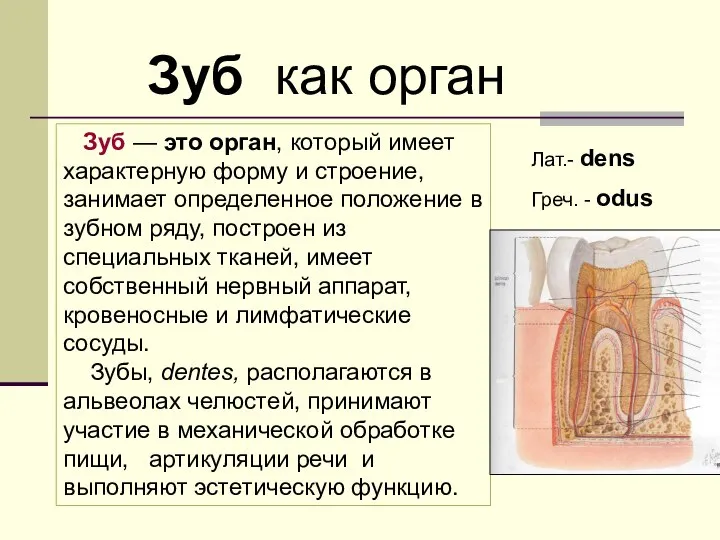 Зуб — это орган, который имеет характерную форму и строение, занимает