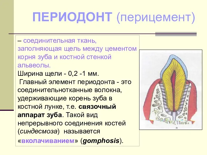 – соединительная ткань, заполняющая щель между цементом корня зуба и костной