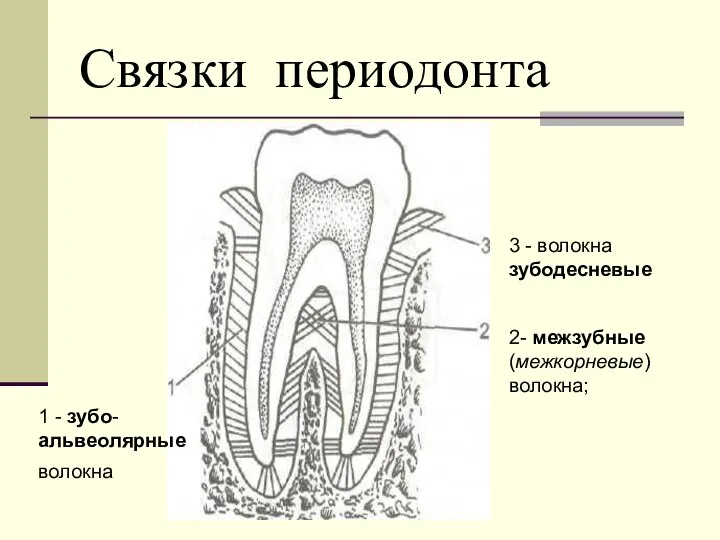 Связки периодонта 3 - волокна зубодесневые 2- межзубные (межкорневые) волокна; 1 - зубо-альвеолярные волокна