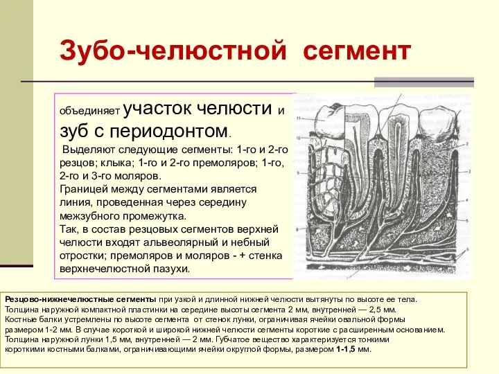 объединяет участок челюсти и зуб с периодонтом. Выделяют следующие сегменты: 1-го