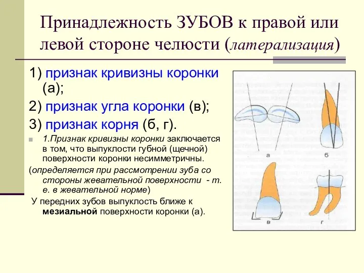 Принадлежность ЗУБОВ к правой или левой стороне челюсти (латерализация) 1) признак