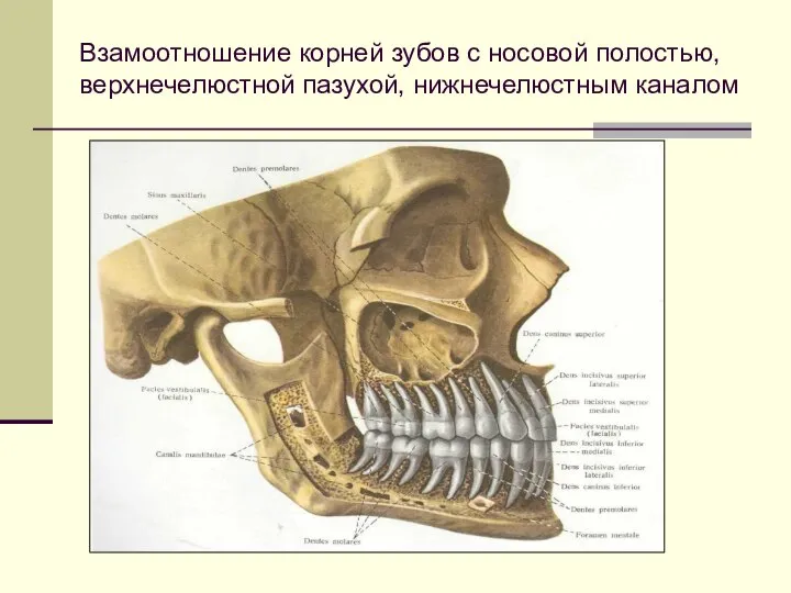 Взамоотношение корней зубов с носовой полостью, верхнечелюстной пазухой, нижнечелюстным каналом