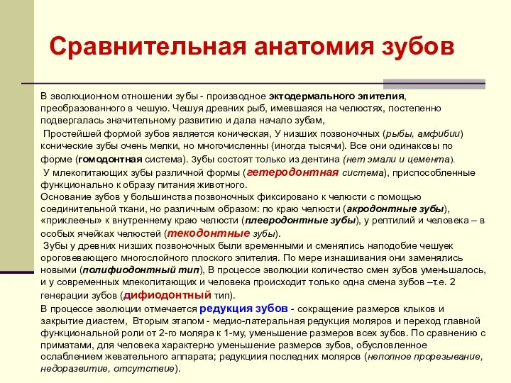 В эволюционном отношении зубы - производное эктодермального эпителия, преобразованного в чешую.